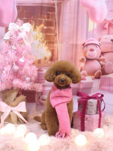 20241201モコちゃん